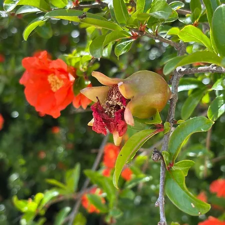 Vacation For Five In The Hills Of Abruzzo Appartamento *