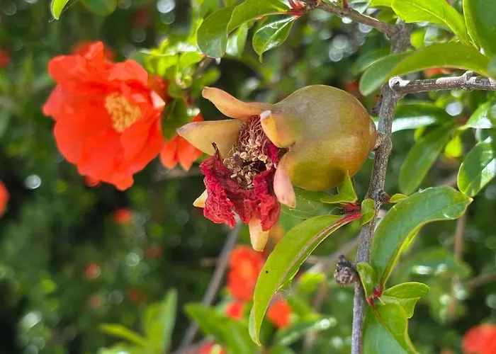 Vacation For Five In The Hills Of Abruzzo アパート *